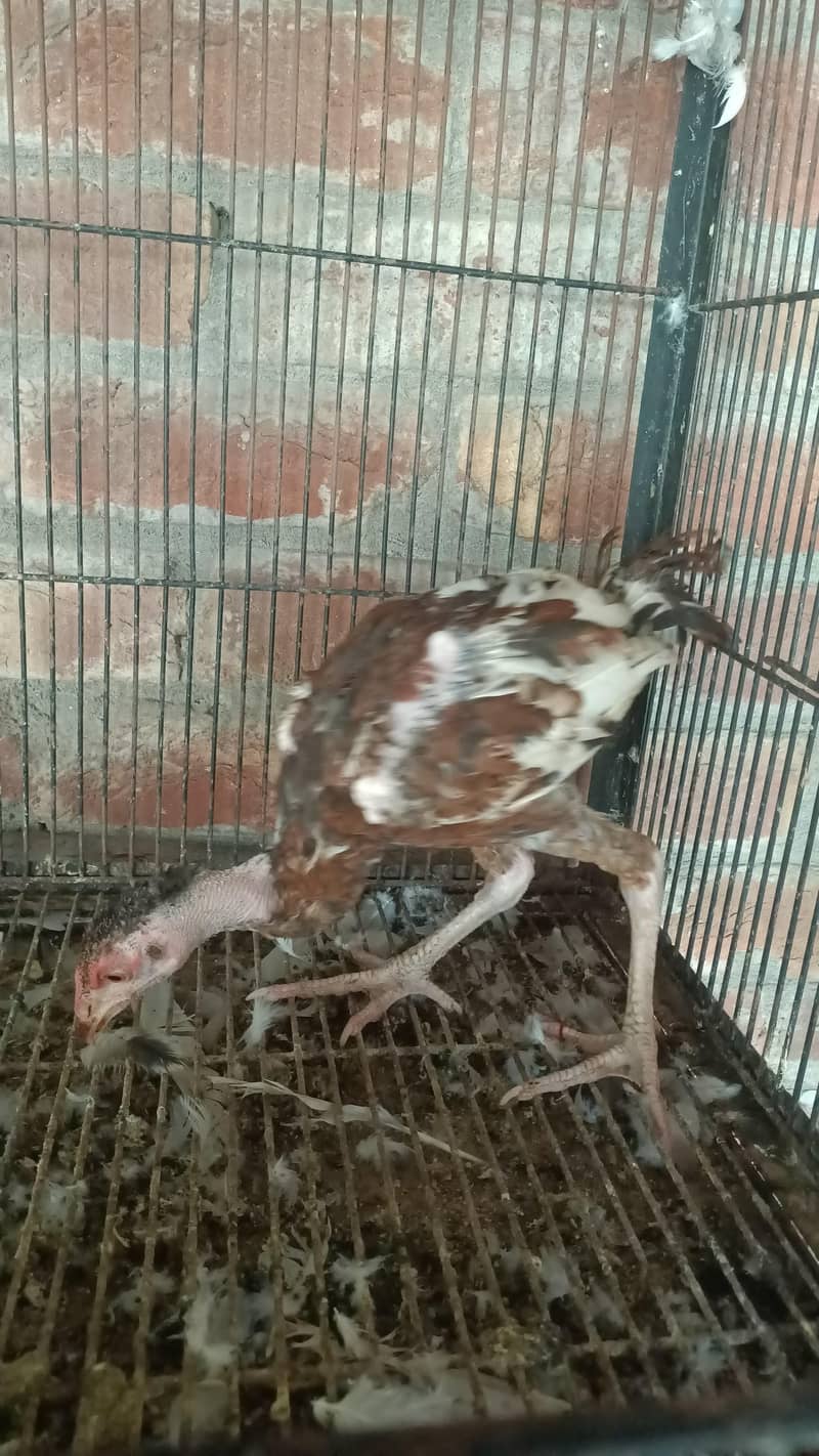 Pakistani Aseel patha pathi 2
