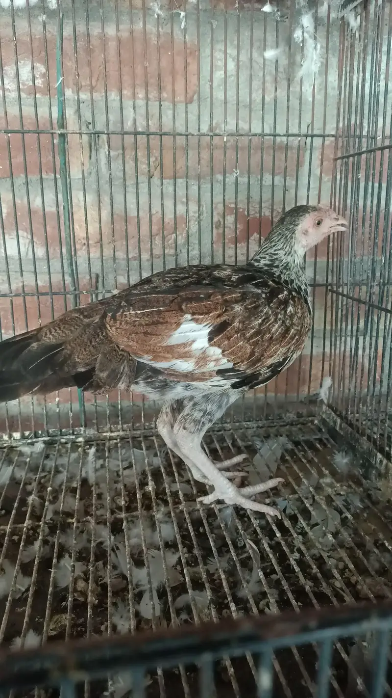 Pakistani Aseel patha pathi — photo 4