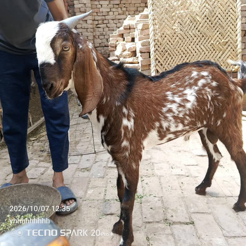 Bakra 0