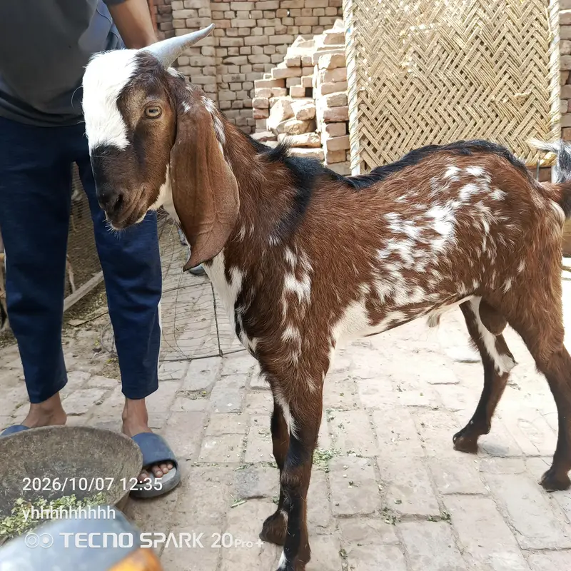 Bakra