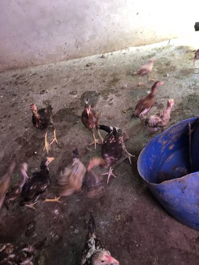 Aseel hens chicks sale