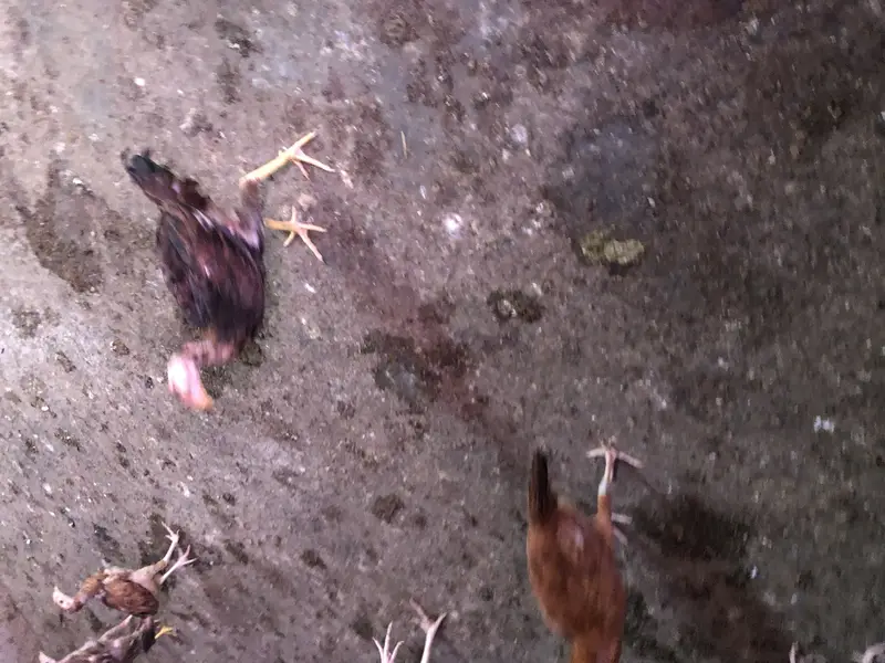Aseel hens chicks sale — photo 2