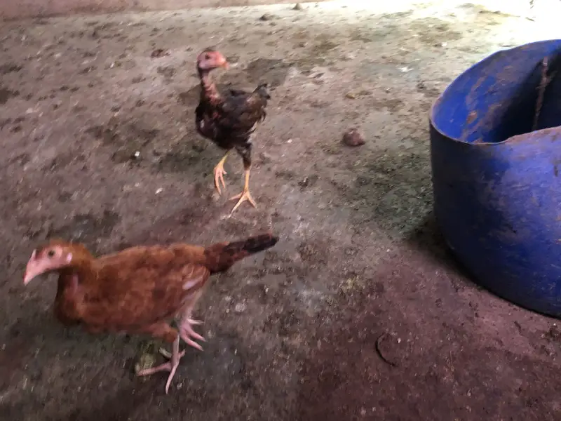 Aseel hens chicks sale — photo 3