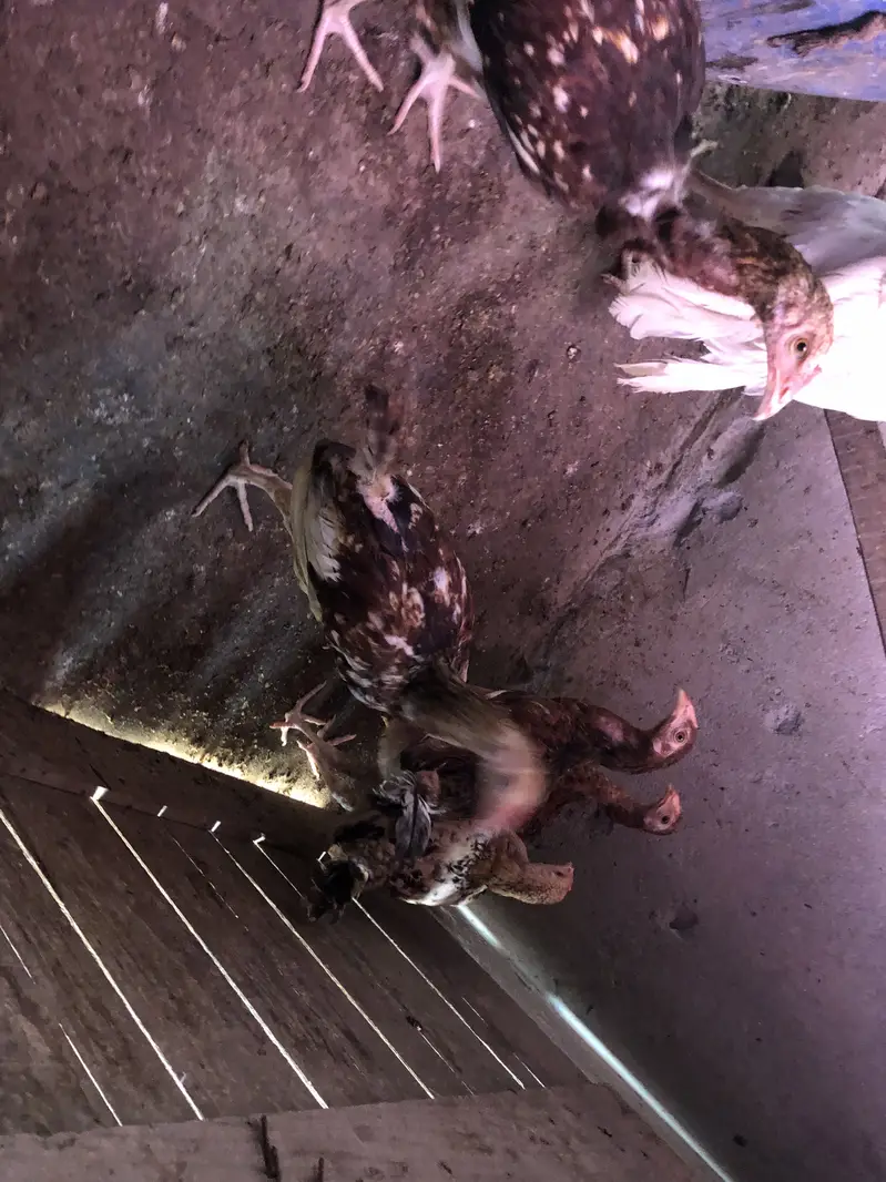 Aseel hens chicks sale — photo 4