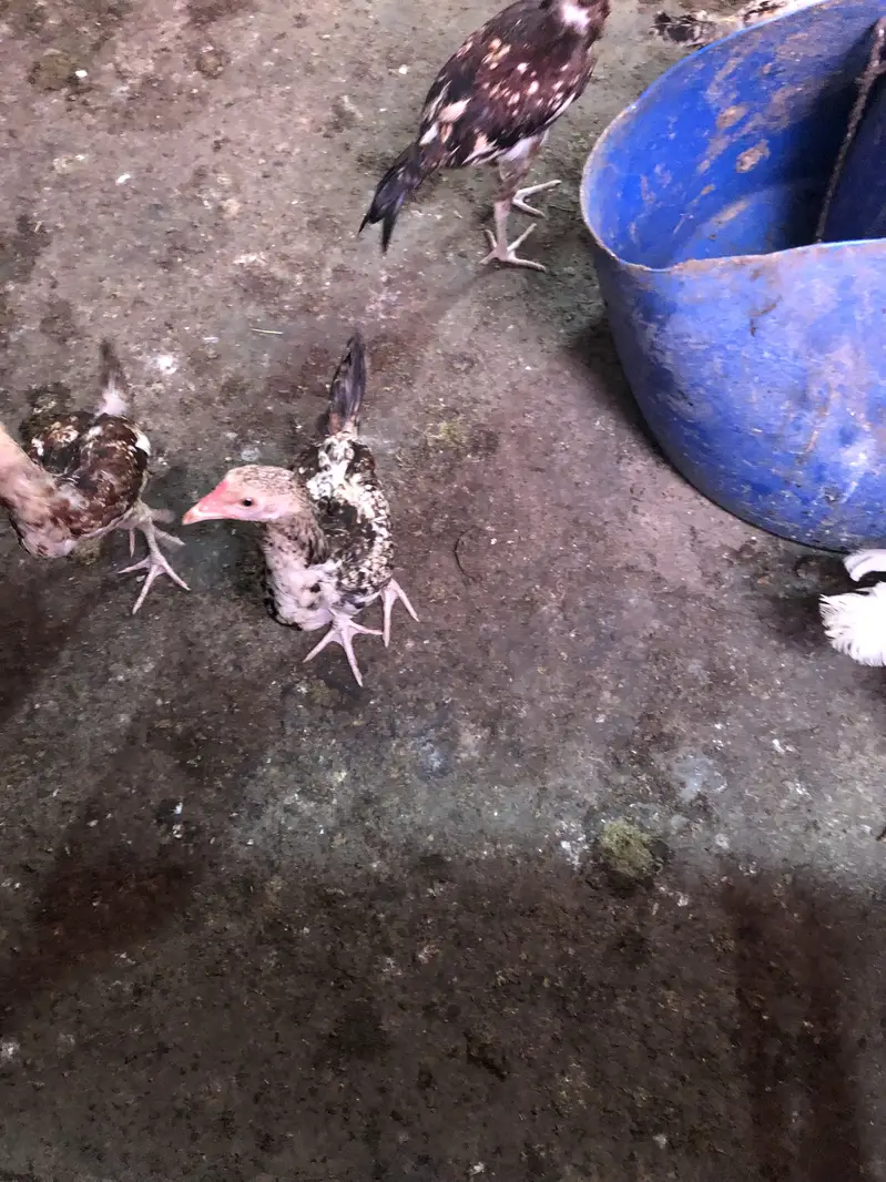 Aseel hens chicks sale — photo 5