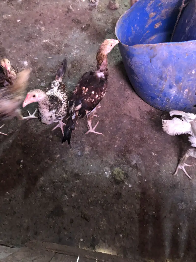 Aseel hens chicks sale — photo 6