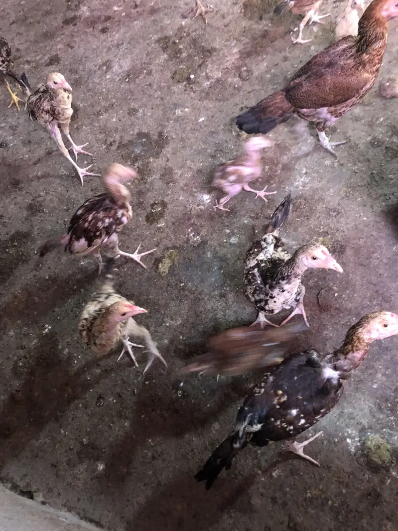 Aseel hens chicks sale — photo 7