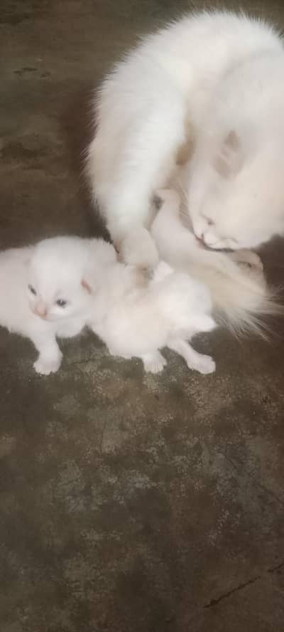 persian cat aur 3baxha