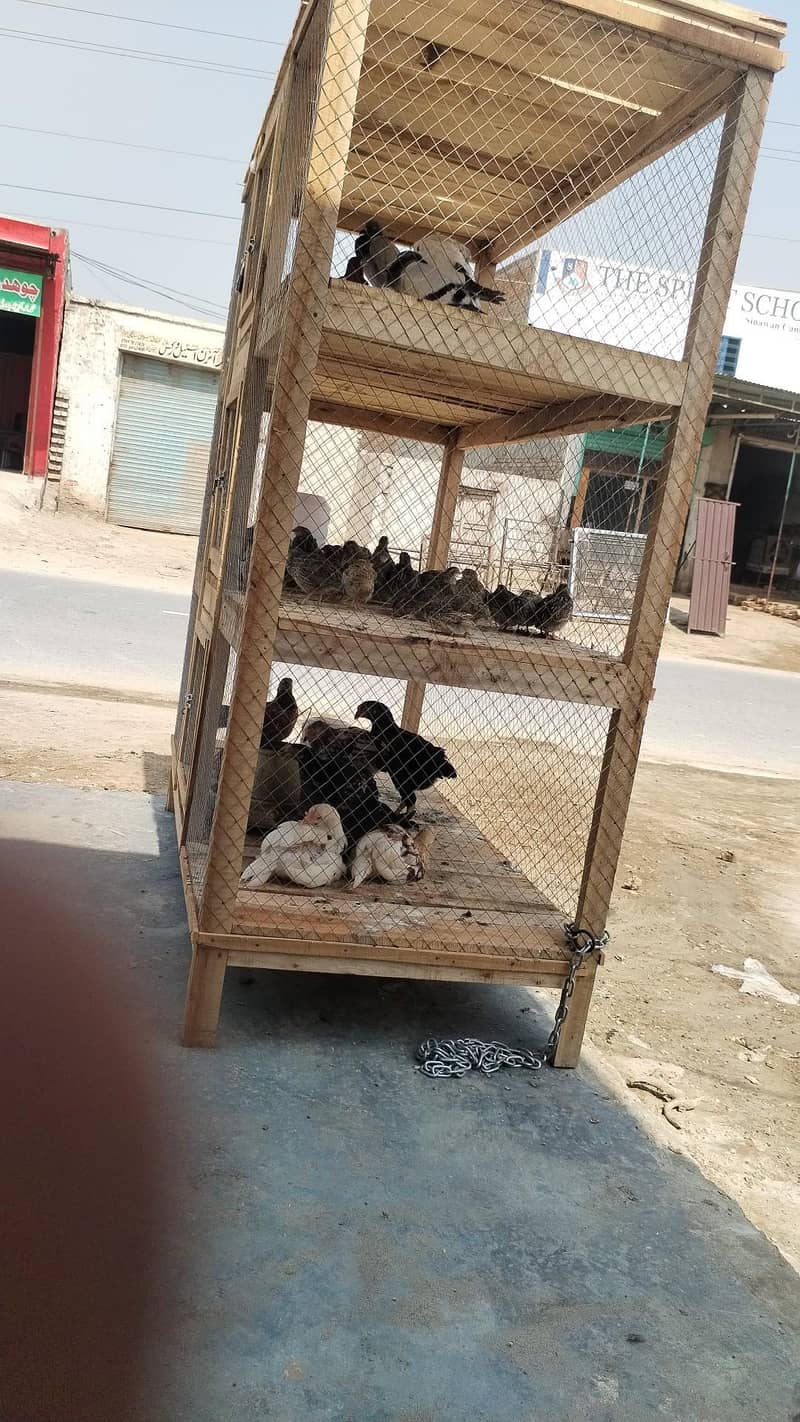 . بٹیر. مرغی کبوتر 2