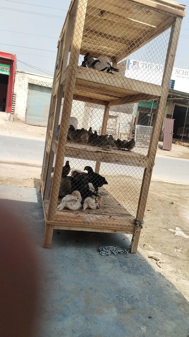 . بٹیر. مرغی کبوتر — photo 3