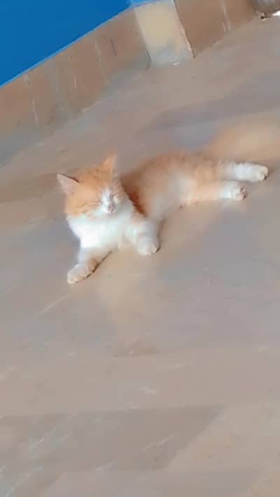 5 month old kittens playfull and active