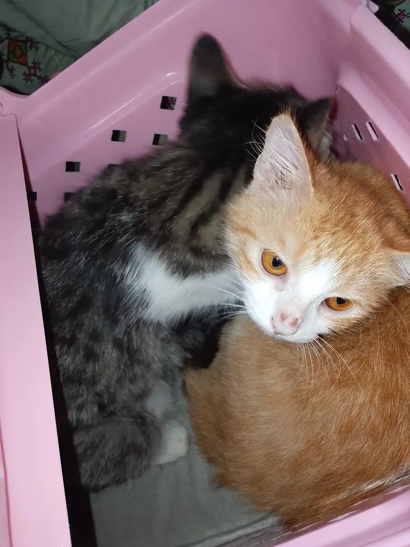 5 month old kittens playfull and active — photo 2