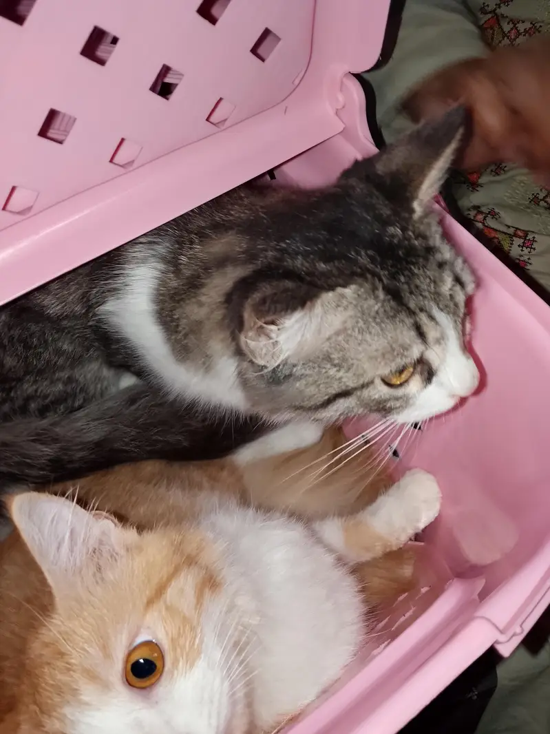 5 month old kittens playfull and active — photo 3