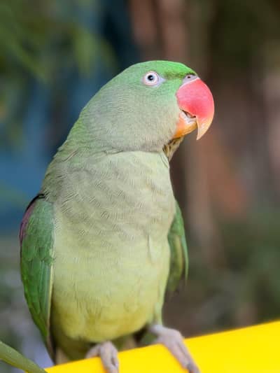 KASHMIRI RAA PARROT — FOR SALE
