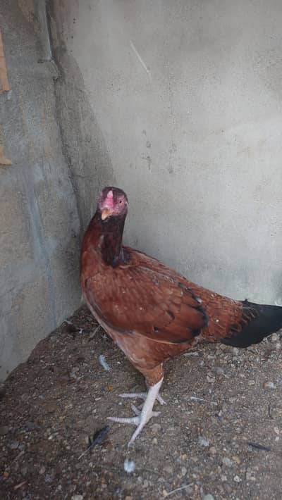 Aseel Lakhi female