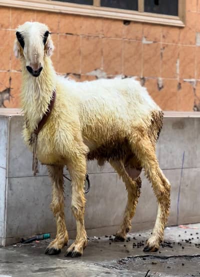 sheep03041979402