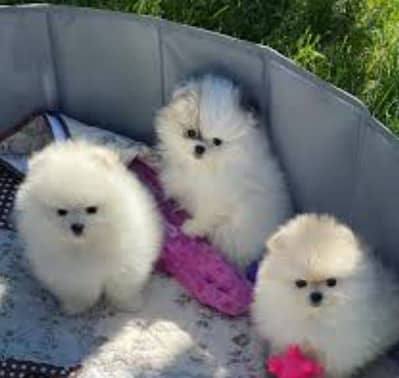 IMPORTED Pomeranian  PUPPY HIGH QUALITY AVAILABLE