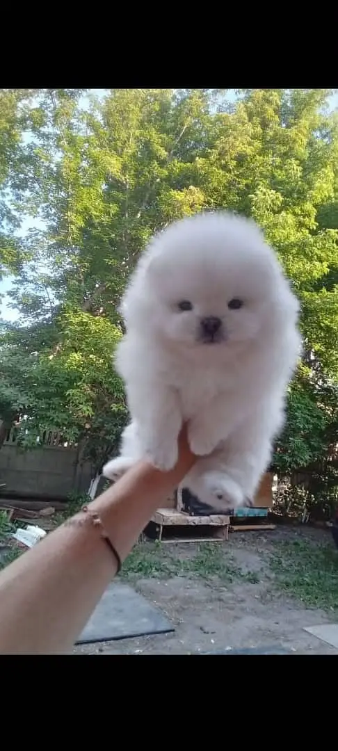 IMPORTED Pomeranian  PUPPY HIGH QUALITY AVAILABLE — photo 3