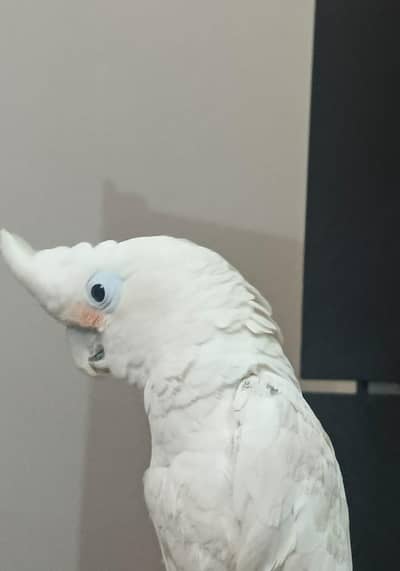 Goffin Cockatoo