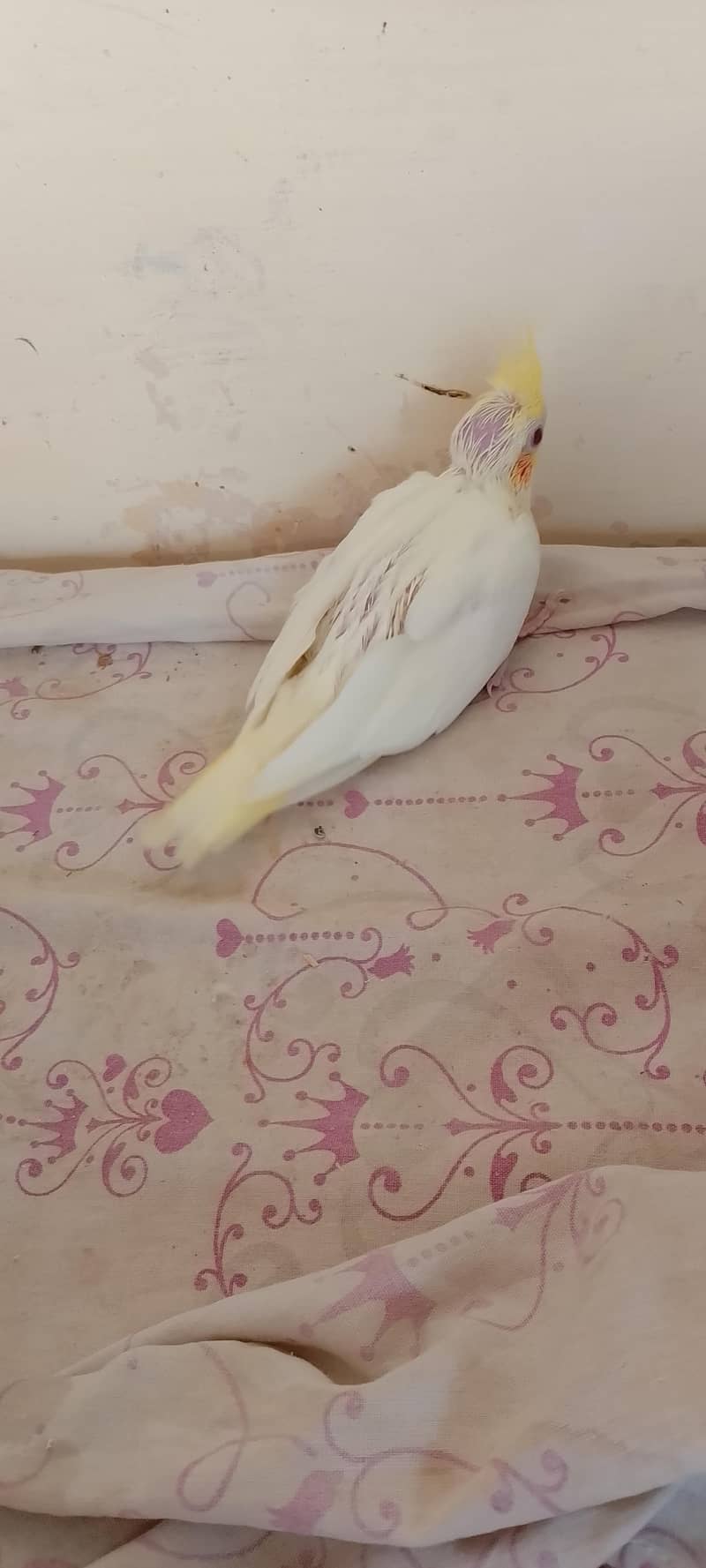 cocktail 0