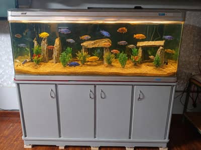 imported aquarium