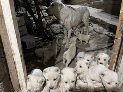 IMPORTED Alabai  PUPPY HIGH QUALITY AVAILABLE