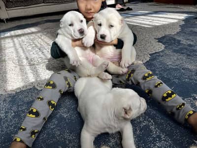 IMPORTED Alabai  PUPPY HIGH QUALITY AVAILABLE