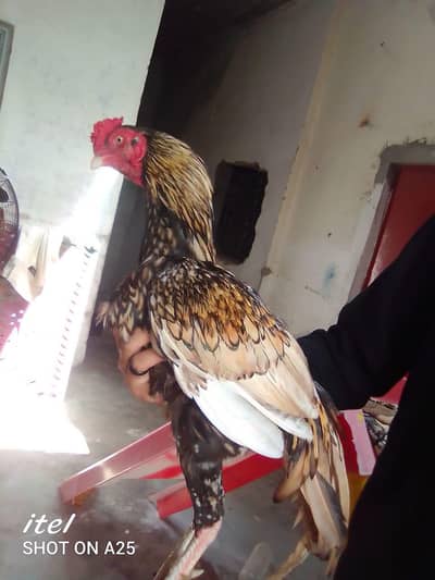 watsp 03399602020