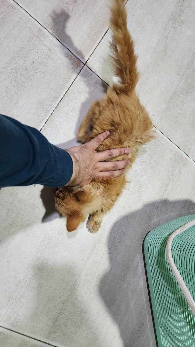 kitten 3