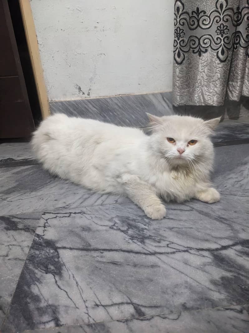 Persian cat 1