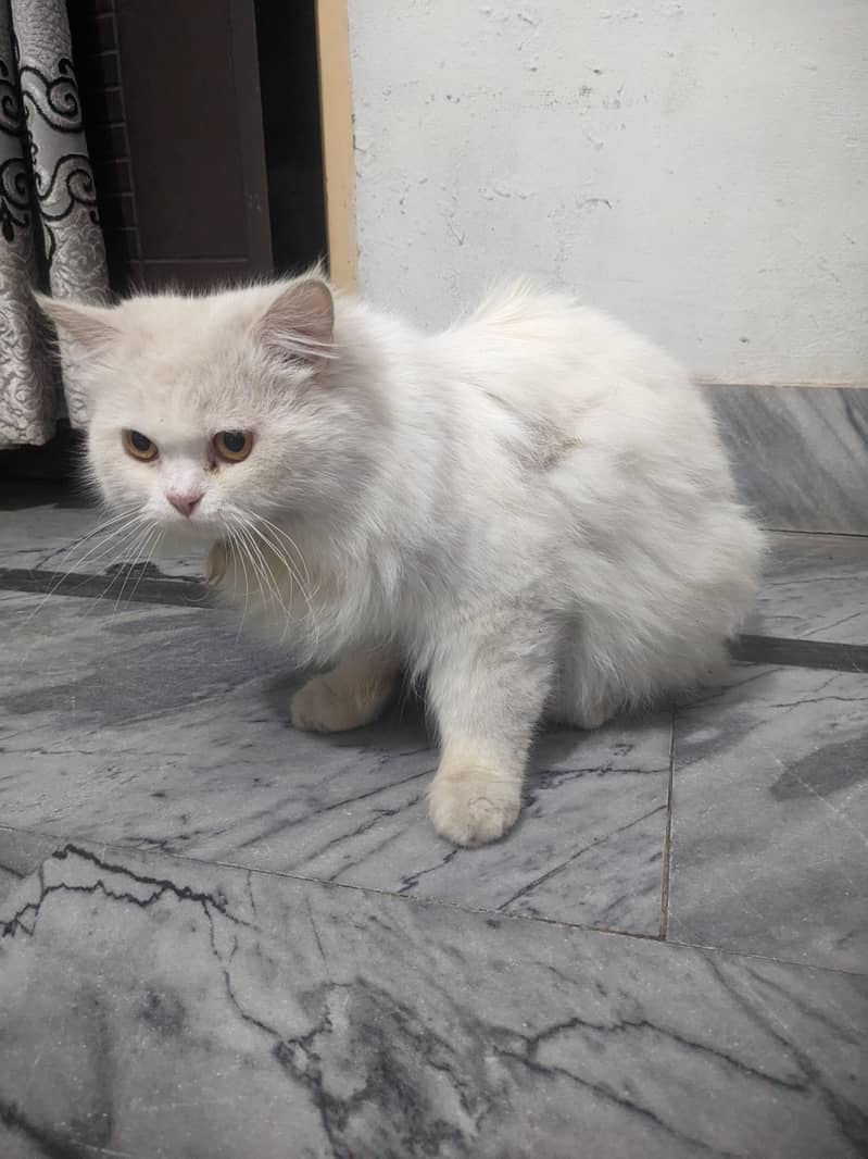 Persian cat 2