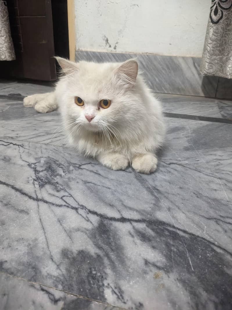 Persian cat 3