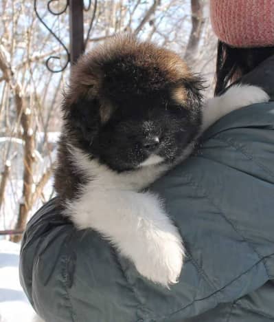 IMPORTED  Caucasian Shepherd  PUPPY HIGH QUALITY AVAILABLE