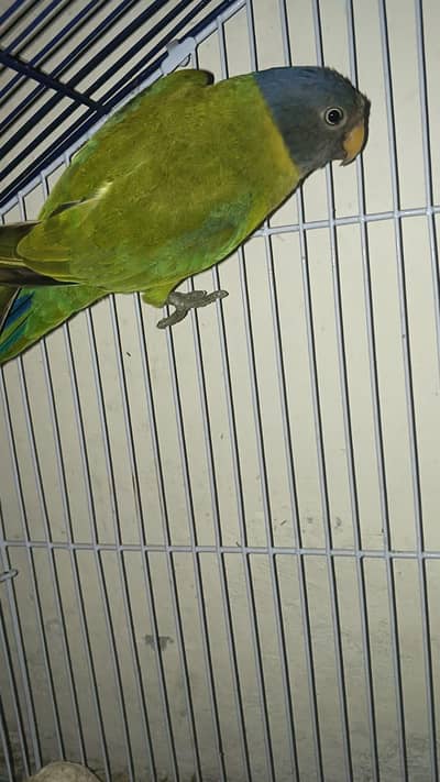 Plum Head Breeder female urgent sale