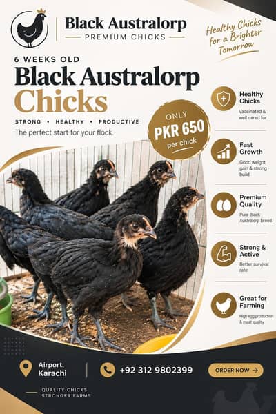 6 Weeks Old Australorp Chicks