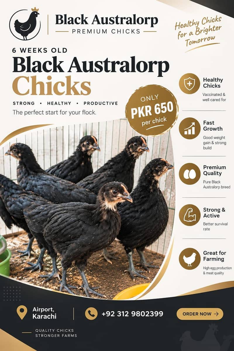 6 Weeks Old Australorp Chicks 0