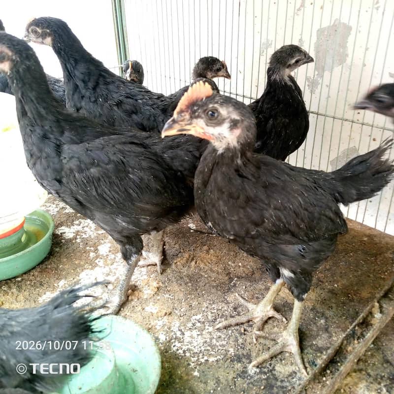 6 Weeks Old Australorp Chicks 1