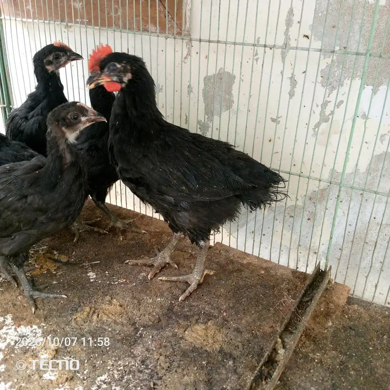 6 Weeks Old Australorp Chicks — photo 3