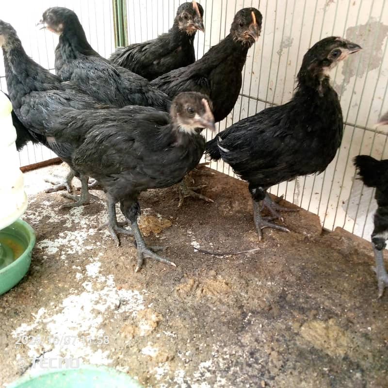 6 Weeks Old Australorp Chicks 3