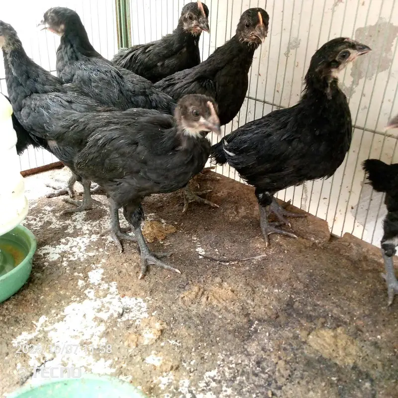 6 Weeks Old Australorp Chicks — photo 4