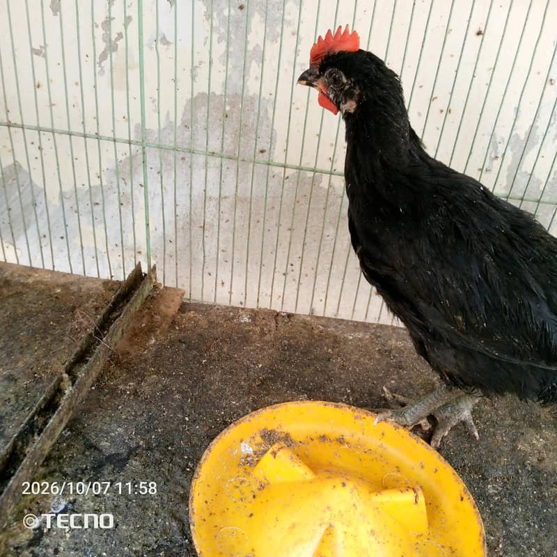 6 Weeks Old Australorp Chicks 4