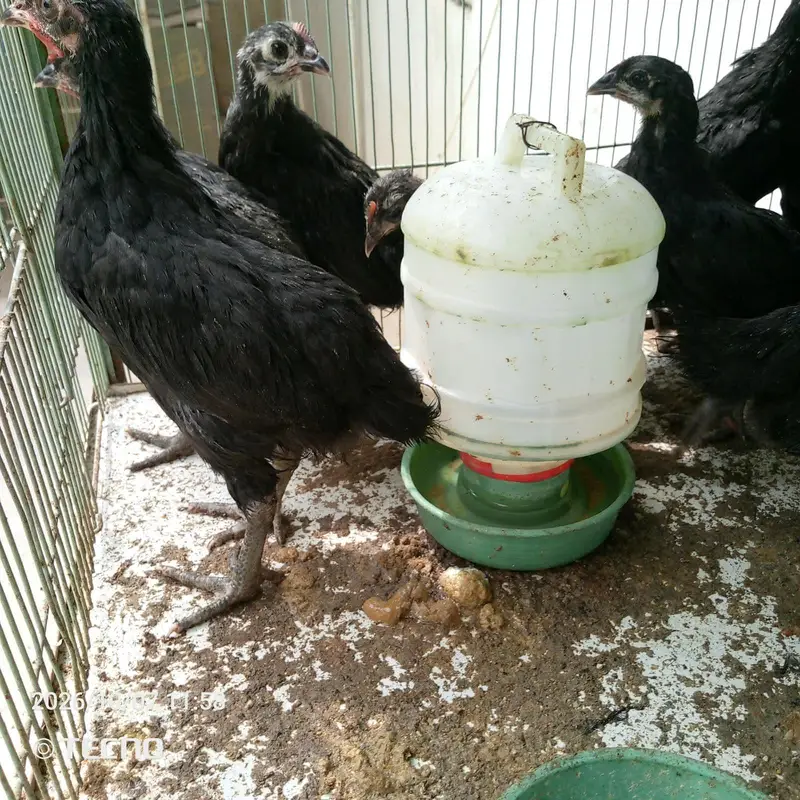 6 Weeks Old Australorp Chicks — photo 6