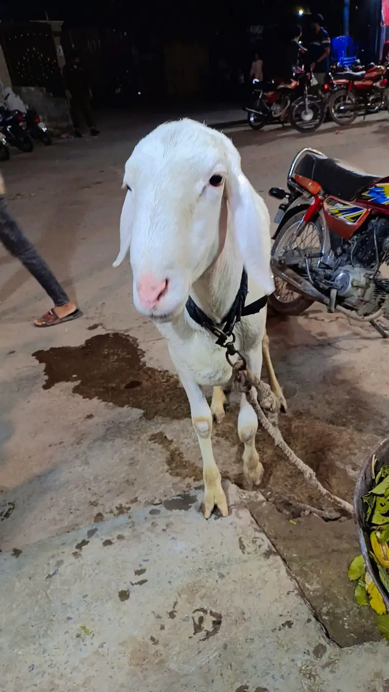 Talakand Dunba — photo 4
