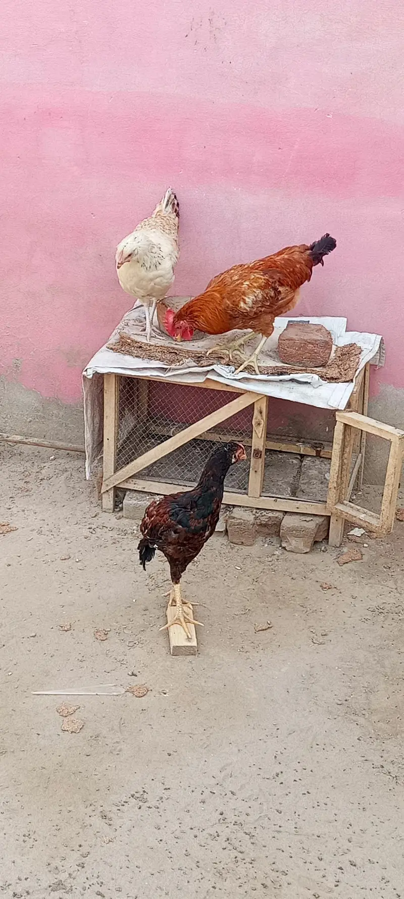 2,murgian 1,murga aseel for sales — photo 4