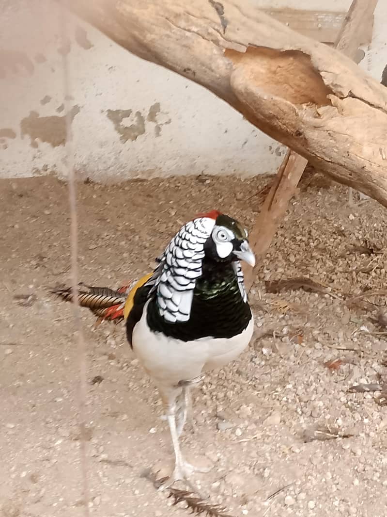 lady amrest breeder pair for sale 0