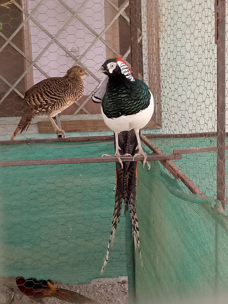 lady amrest breeder pair for sale 1