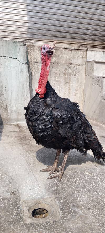 aseel morgi +  turkey bird