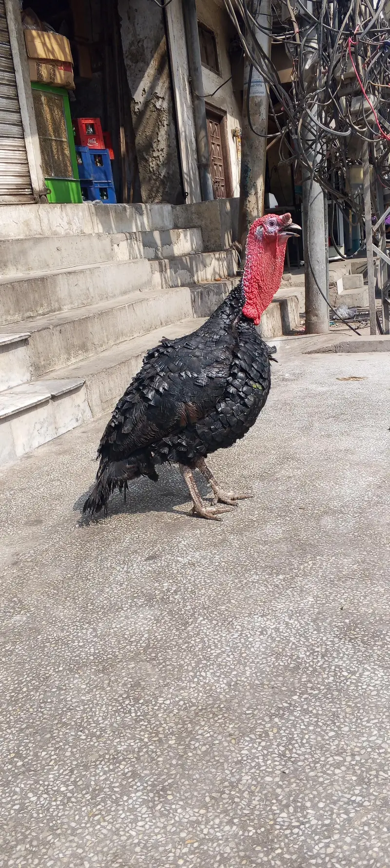 aseel morgi +  turkey bird — photo 2