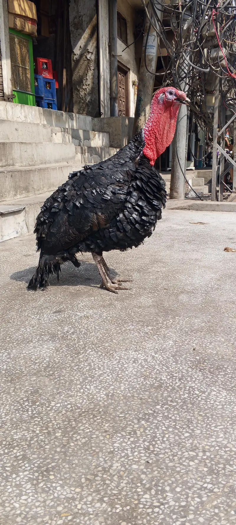 aseel morgi +  turkey bird — photo 3