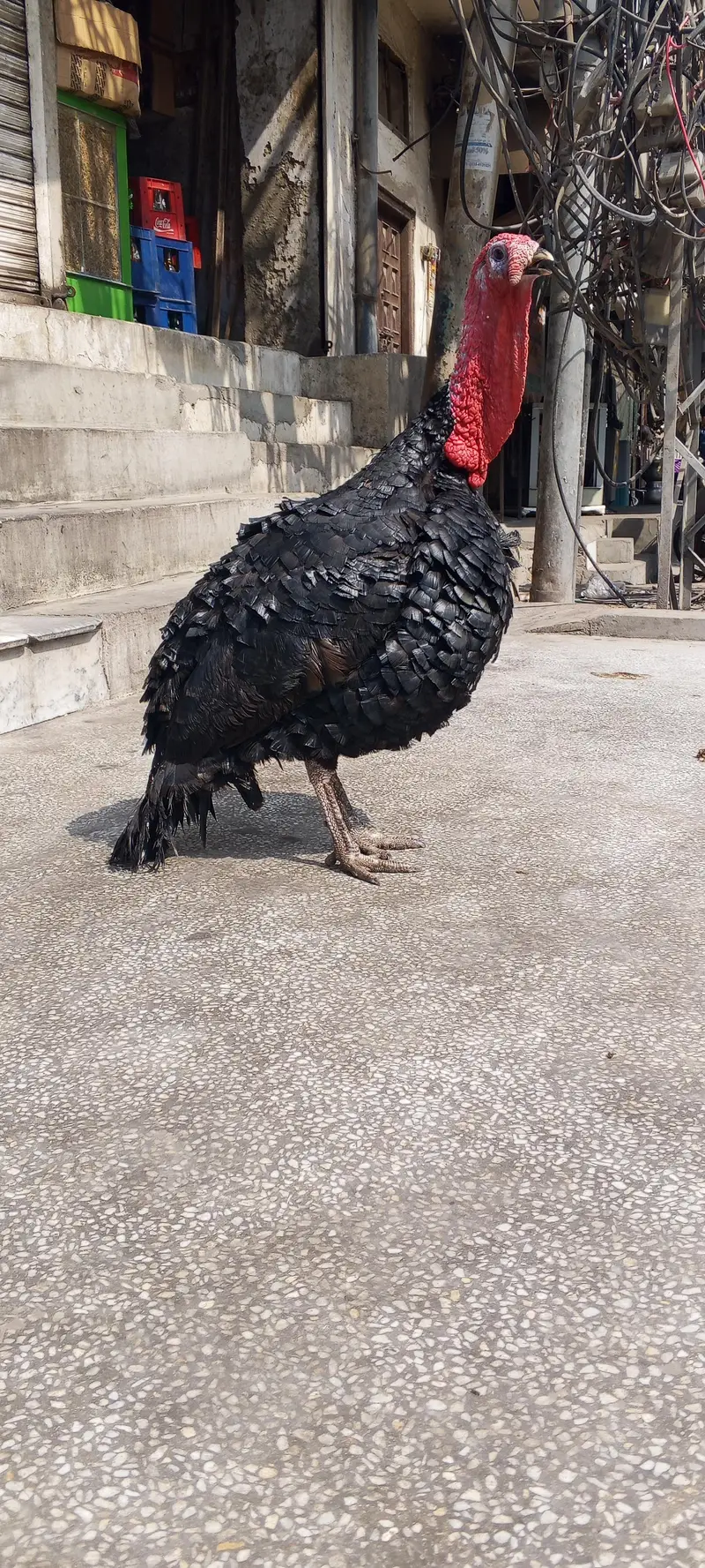 aseel morgi +  turkey bird — photo 4